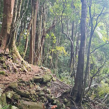 Artwork thumbnail, forrest, jungle, rainforrest, trees, green, rocks, creek by Roslyn1978