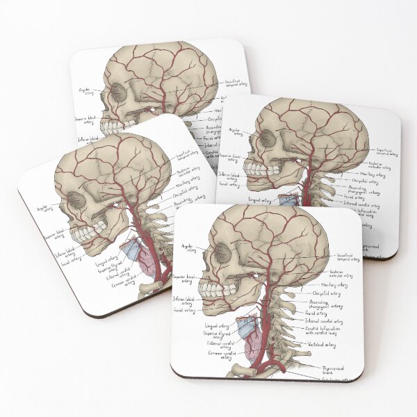 Item preview, Facial artery anatomy designed and sold by TIBOM.