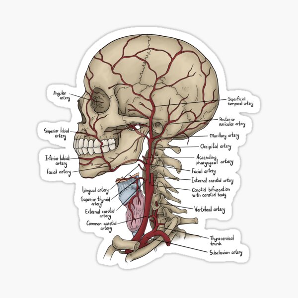 Item preview, Facial artery anatomy designed and sold by TIBOM.