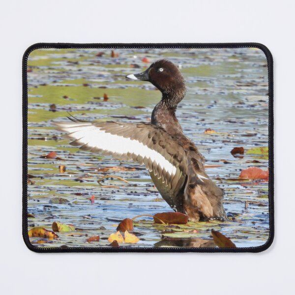 Item preview, Hardhead duck big stretch in lagoon designed and sold by Mark Grimsley.