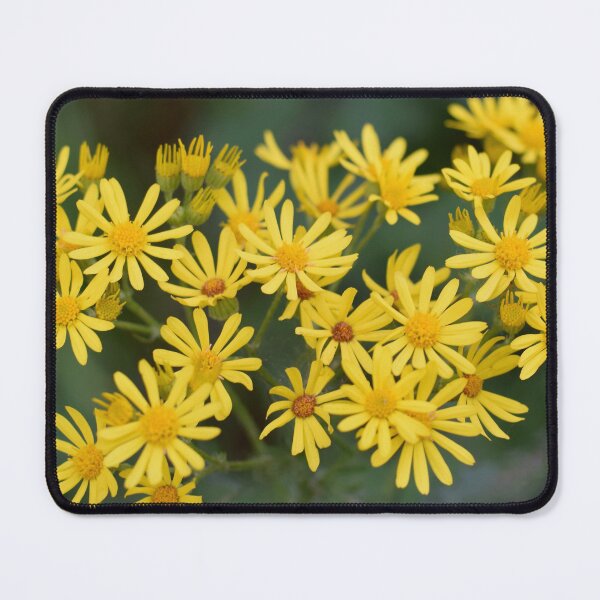 Item preview, Yellow wild flowers. Ragwort designed and sold by CatherineMoore4.