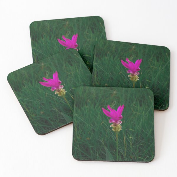 Item preview, Pink siam tulip or curcuma sessilis Gage  designed and sold by wattchii1981.