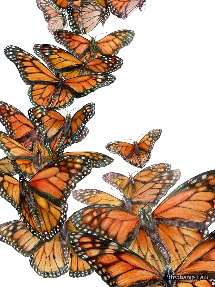 Monarch Butterfly Flight by stephlaw