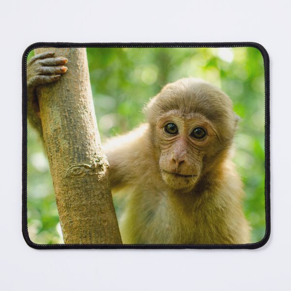 Item preview, Cute monkey in nature,Assamese Macaque designed and sold by Forest200220.