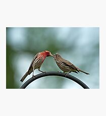 Beak to beak Photographic Print