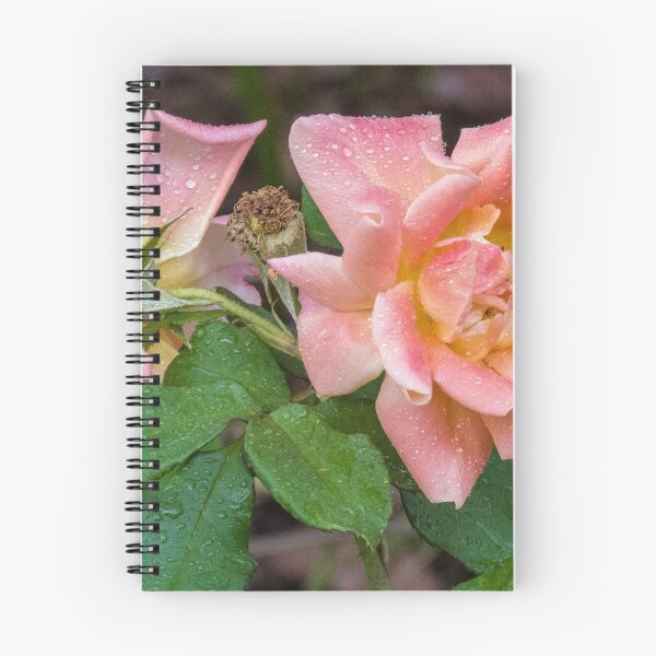 Item preview, Two Pink Roses Leith Park Victoria 20180122 2129  designed and sold by Fred Mitchell.