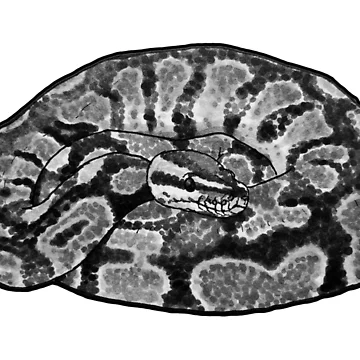 Artwork thumbnail, African Ball Python (Python regius) by ItalianElephant