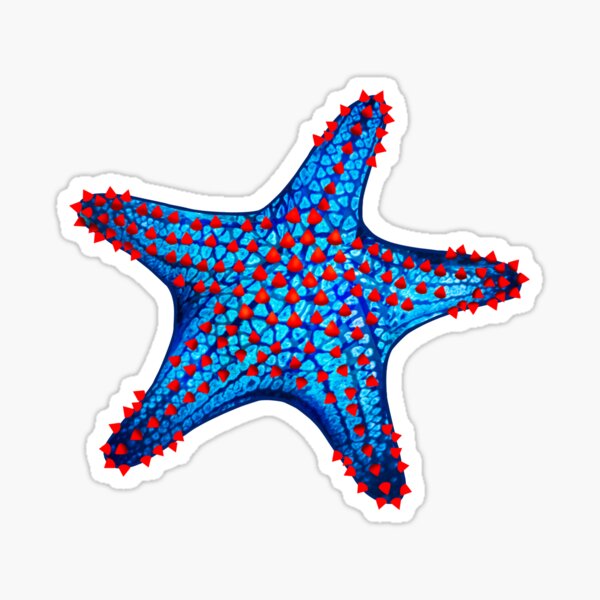 Item preview, Panamic Cushion Seastar (Pentaceraster cumingi) Blue designed and sold by InsightScuba.