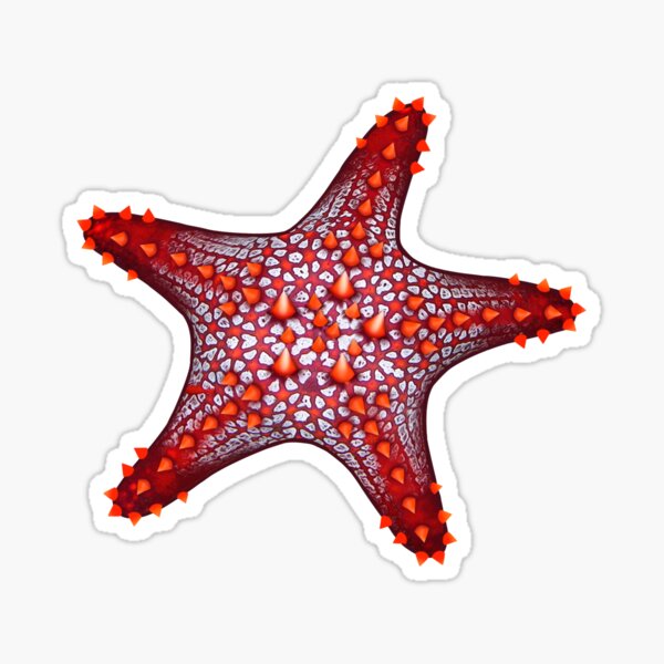 Item preview, Panamic Cushion Seastar (Pentaceraster cumingi) Red designed and sold by InsightScuba.