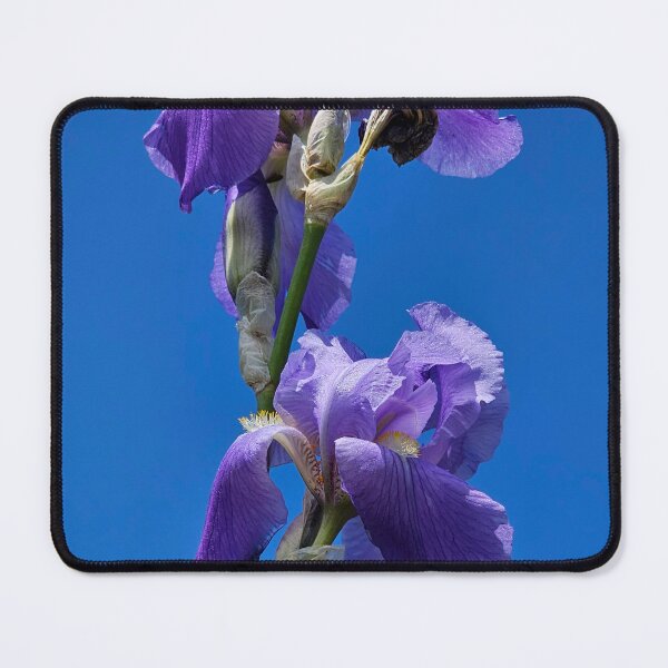 Item preview, Irises designed and sold by Alla Gill.