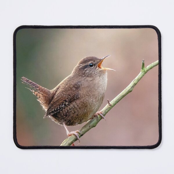Item preview, Jenny Wren Singing designed and sold by Tom McPherson Photography.