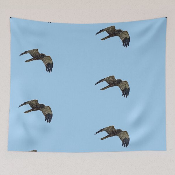 Item preview, Western Eurasian Marsh Harrier Color Design  designed and sold by designsasstultd.