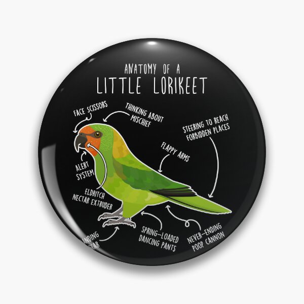 Item preview, Little Lorikeet Parrot Anatomy designed and sold by Clara Hollins.