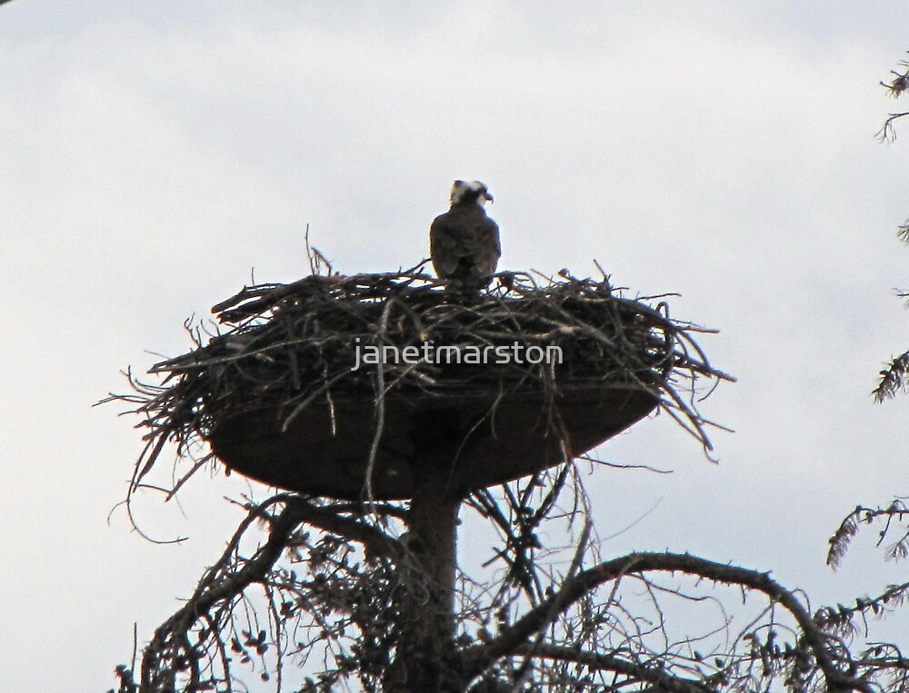 osprey in colorado