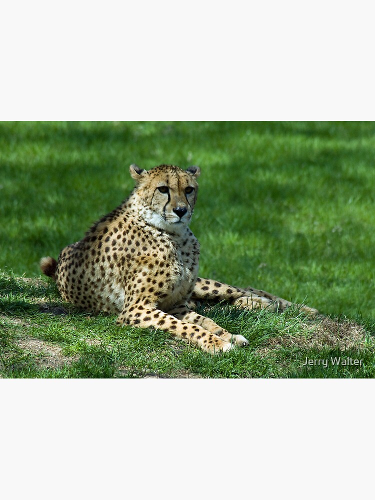 Classic Cheetah by jwwalter