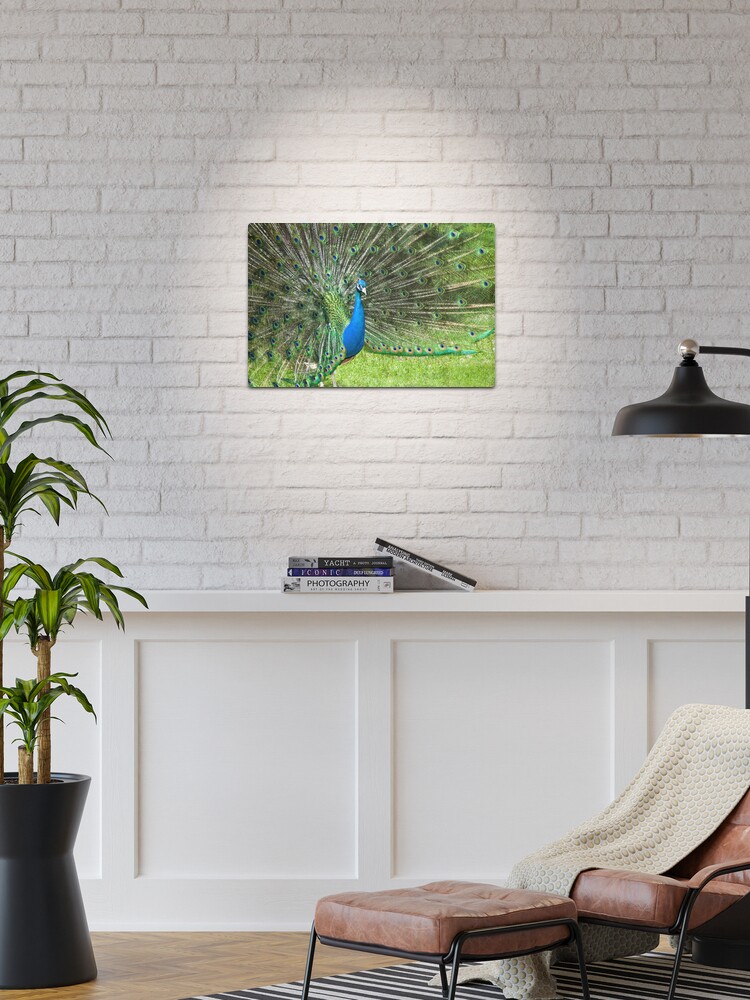 Thumbnail 1 of 4, Metal Print, Peacock Pride designed and sold by Jerry Walter.