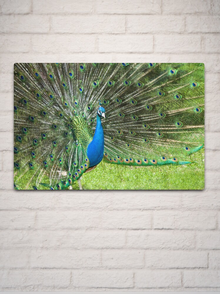 Thumbnail 2 of 4, Metal Print, Peacock Pride designed and sold by Jerry Walter.