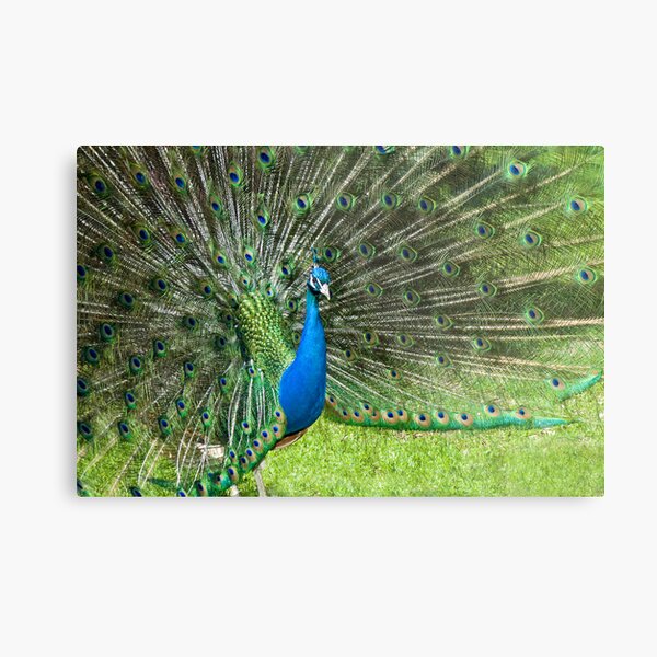 Metal Print