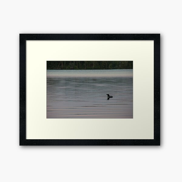 Loon on the Lake Framed Art Print