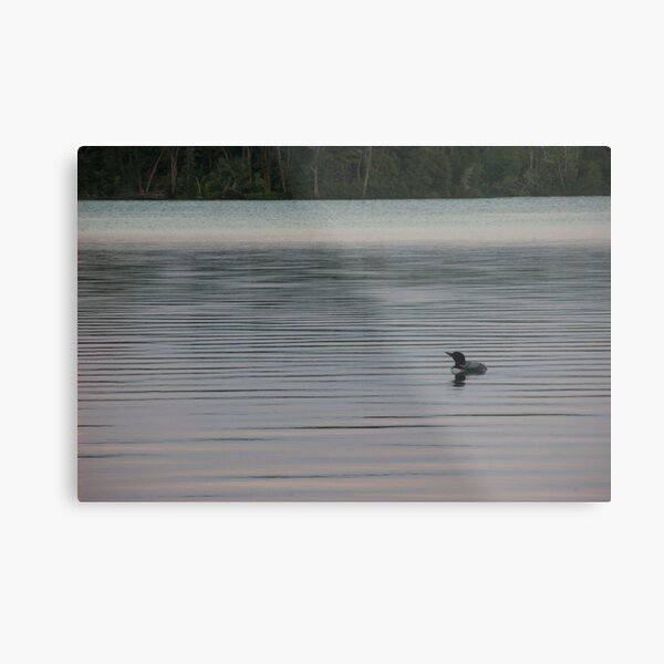 Loon on the Lake Metal Print