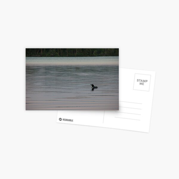 Loon on the Lake Postcard