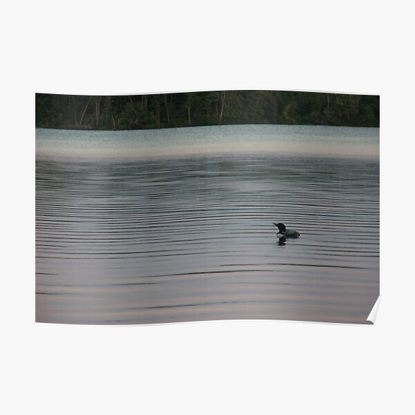 Loon on the Lake Poster