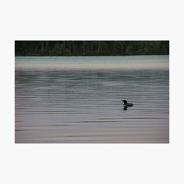 Loon on the Lake Photographic Print