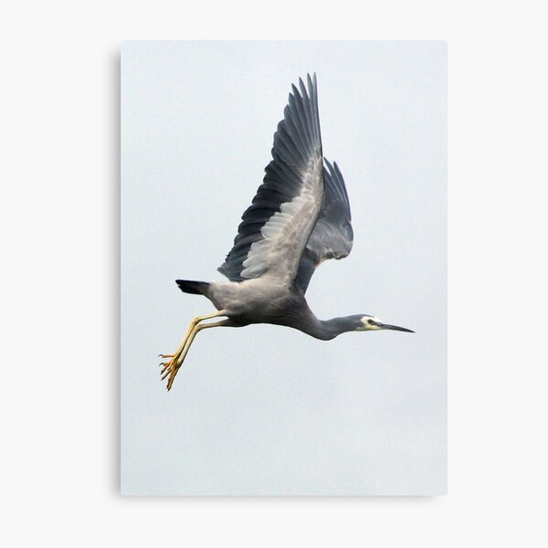 Heron Metal Print