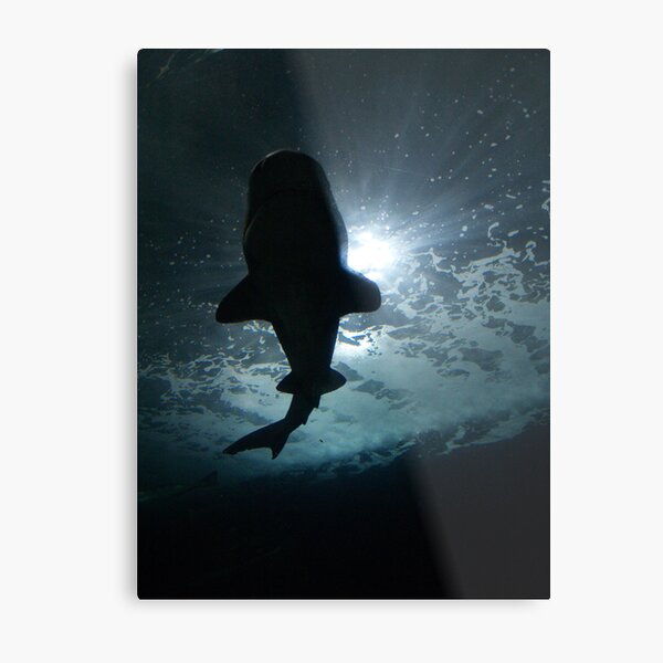 Shark Shadow I Metal Print