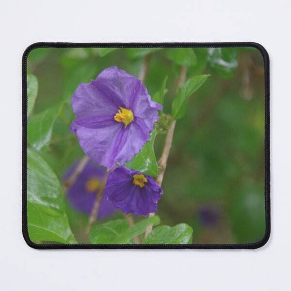Item preview, Solanum Flowers In Western Australia designed and sold by lezvee.