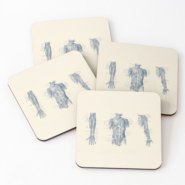 Item preview, Male Upper Body Muscular System - Multi-View designed and sold by VAposters.