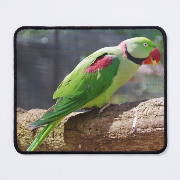 Item preview, Alexandrine Parakeet designed and sold by lezvee.