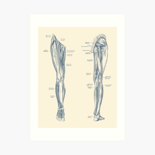 Leg Muscular System - Dual-View - Vintage Anatomy Print Art Print