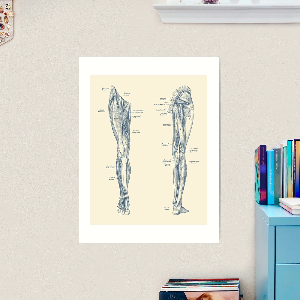 Anatomy of upper leg muscles  Photographic Print for Sale by