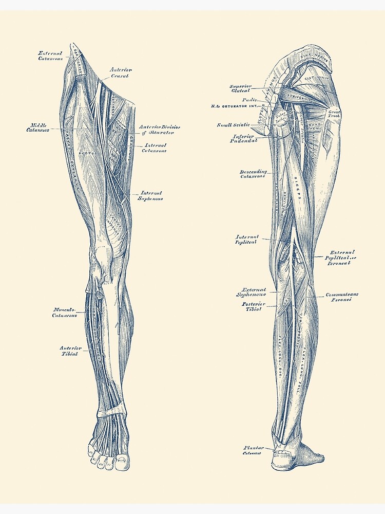 "Leg Muscular System - Dual-View - Vintage Anatomy Print" Poster by