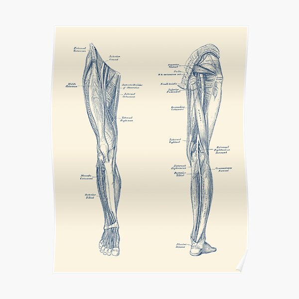 40 Vintage Musculoskeletal Anatomy Posters Human Body Anatomy Decor Muscles Structure Diagram 1224