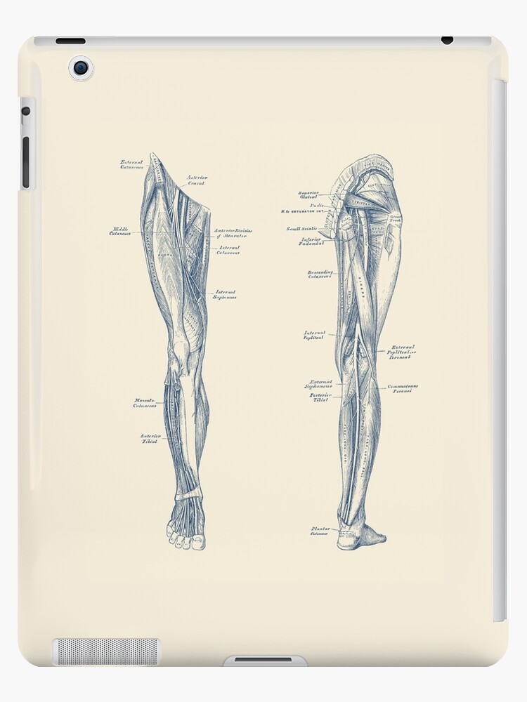 Diagram Of Muscles In Leg - Diagram Media