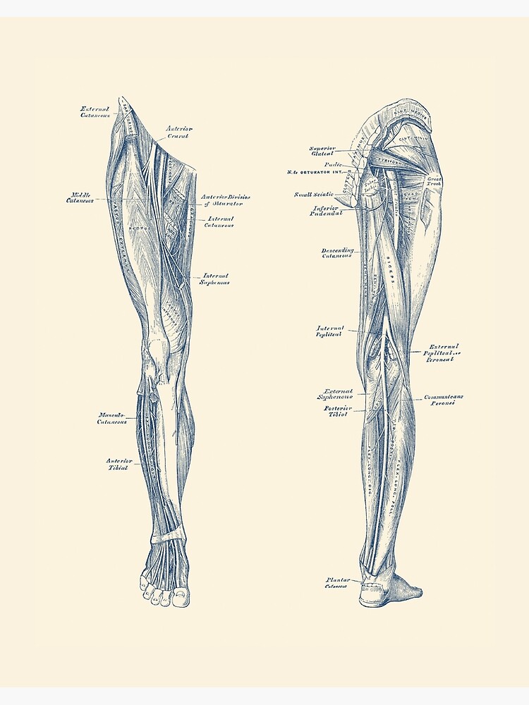 Inner ankle tattoo  Leg muscles anatomy, Muscle anatomy, Leg anatomy