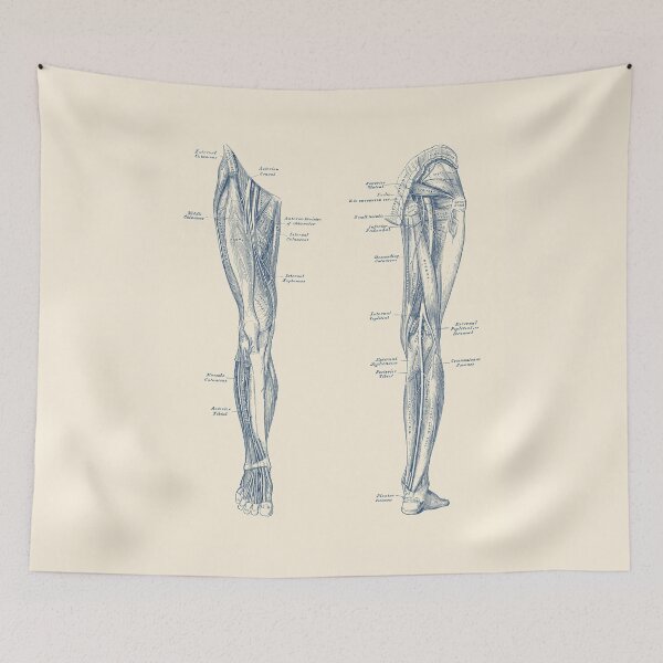 Item preview, Leg Muscular System - Dual-View - Vintage Anatomy Print designed and sold by VAposters.