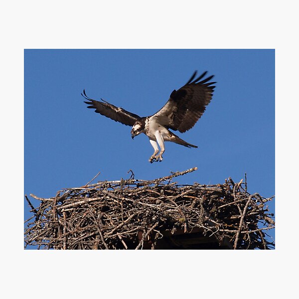 Seahawk Homecoming I Photographic Print