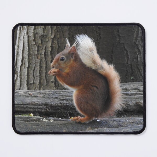 Item preview, Red Squirrel lunchtime designed and sold by TwistedClassics.