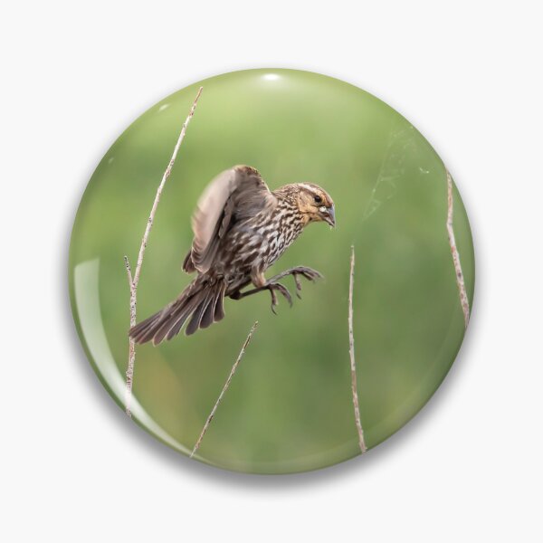 Item preview, Female redwinged blackbird in flight designed and sold by KRFNatureGifts.