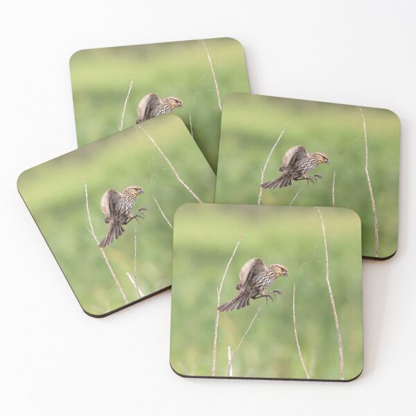 Item preview, Female redwinged blackbird in flight designed and sold by KRFNatureGifts.
