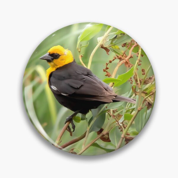 Item preview, Yellow headed blackbird in the wetland designed and sold by KRFNatureGifts.