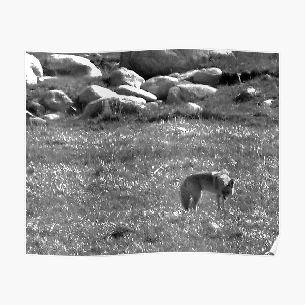 Cautious Coyote Poster