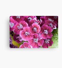 Purple Flowers Canvas Print