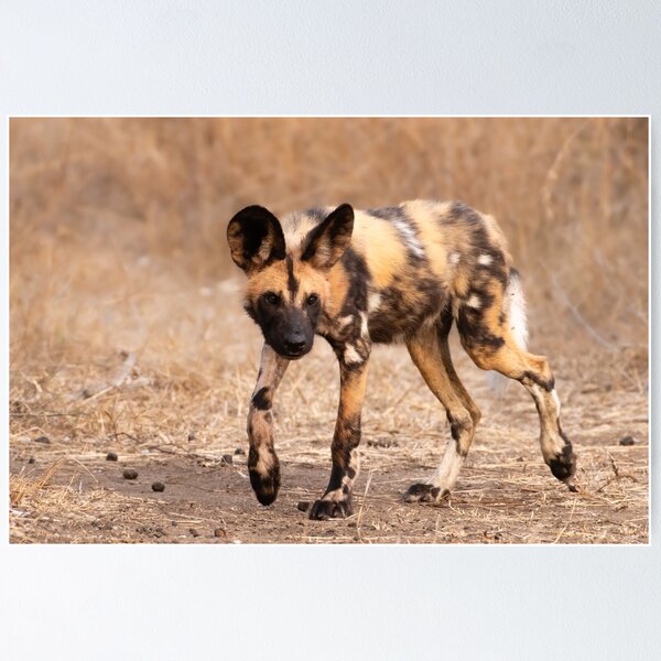 Item preview, Chien peint africain designed and sold by MyAfricanSafari.