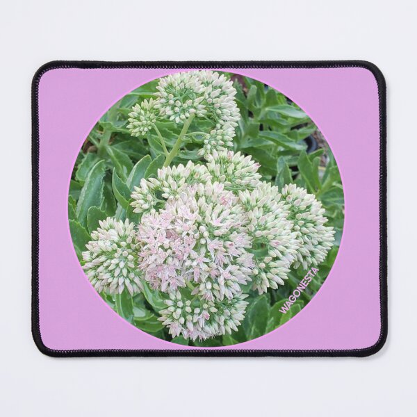 Item preview, Floral Sedum by Wagonesta designed and sold by Wagonesta.