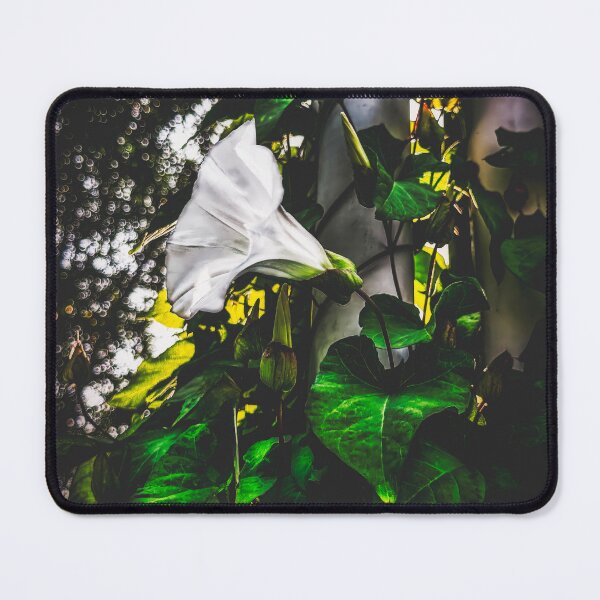 Item preview, Morning Glory designed and sold by Steve Walser.