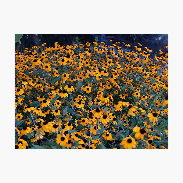 Conformity Photographic Print